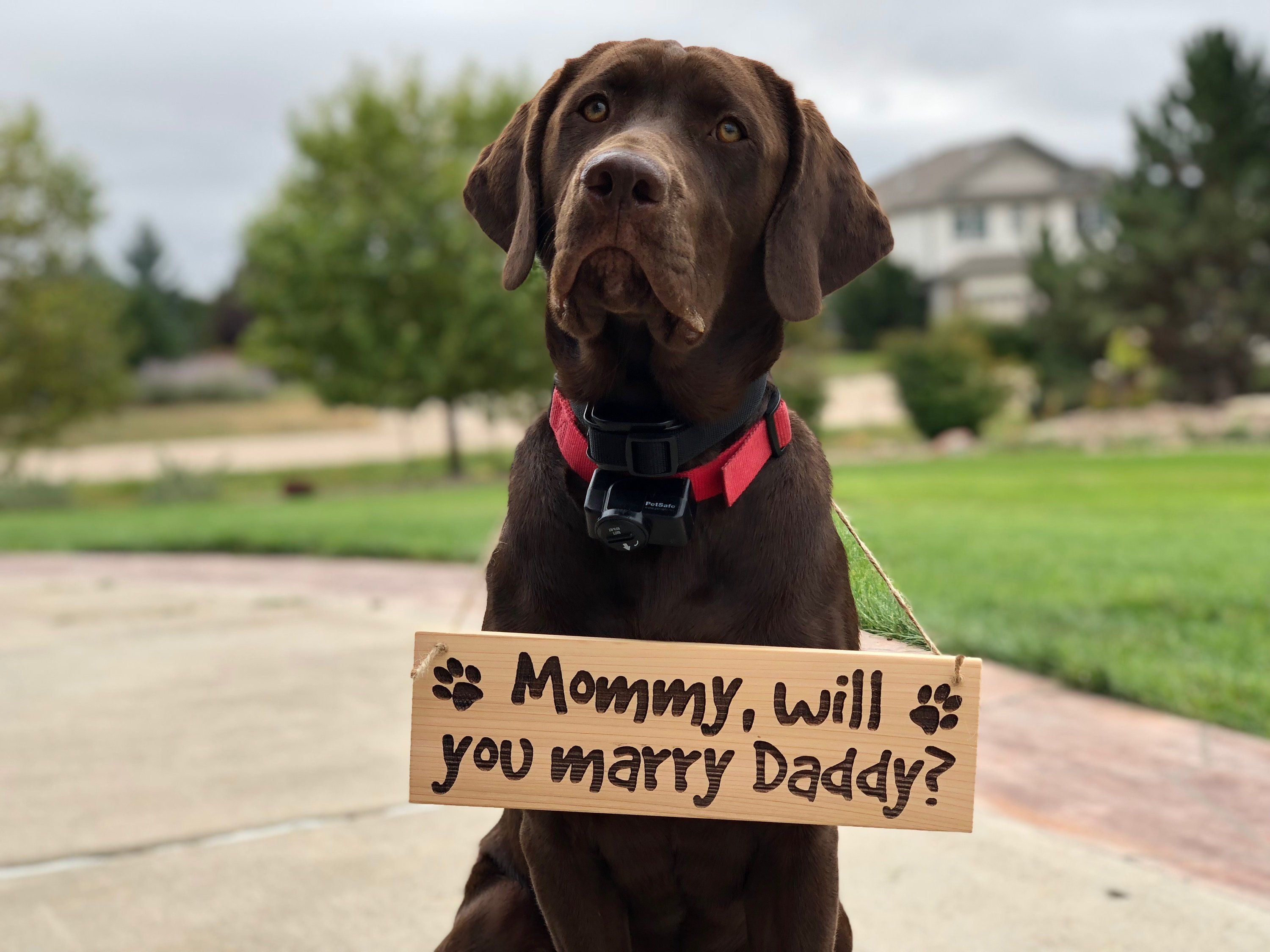 dog wedding proposal